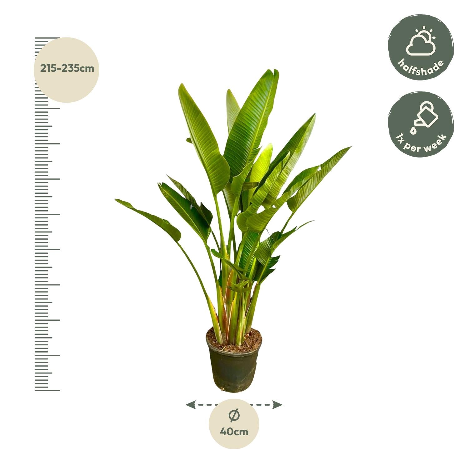 Strelitzia Augusta multi tige XXL - 225 cm - ø32