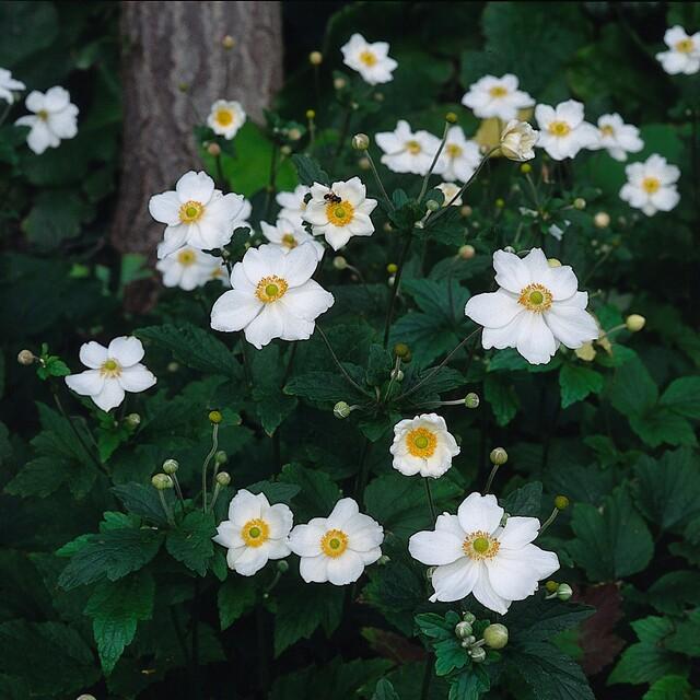 48x Anemone hyb. 'Honorine Jobert' - ↕10-25cm - Ø9cm