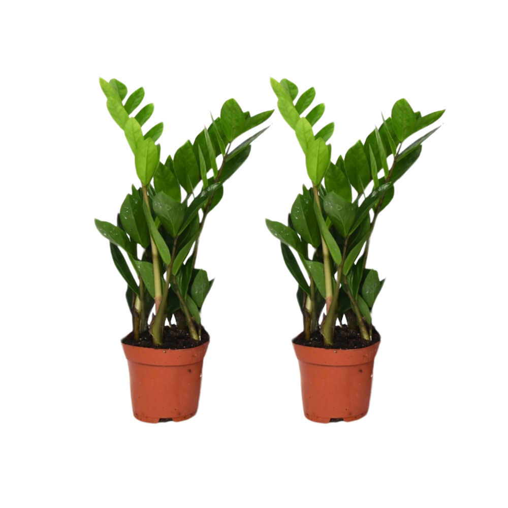 Zamioculcas Zamiifolia - 2 pezzi - ø12cm - ↕40cm