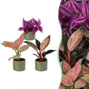 Baby Planten Paradise Mix - Diversen 3x - Tropisch - incl. Linnea Olive - Ø6cm - ↕10-15cm