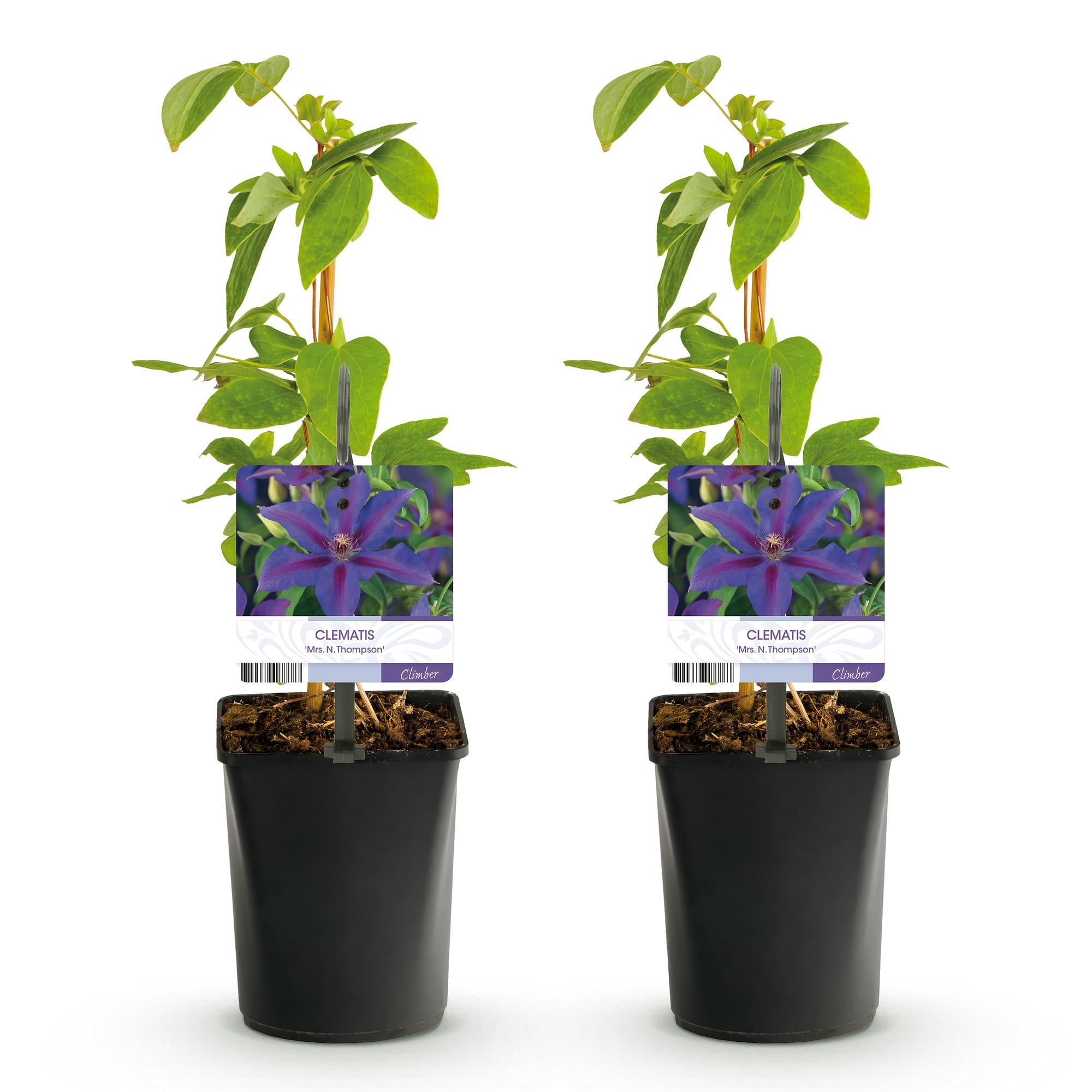 Green boutiQ – Kletterpflanze – Clematis 'Mrs. N. Thompson' – Rosa Blüte – Pflegeleicht – 2 Pflanzen – Topf 11 cm, Höhe 40 cm