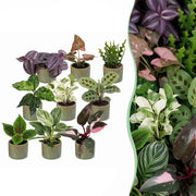 Baby Plants Surprise Box 9x - Verrassingsbox kleine planten - Diversen - Tropisch - incl. Linnea Olive - Ø6cm - ↕5-15cm