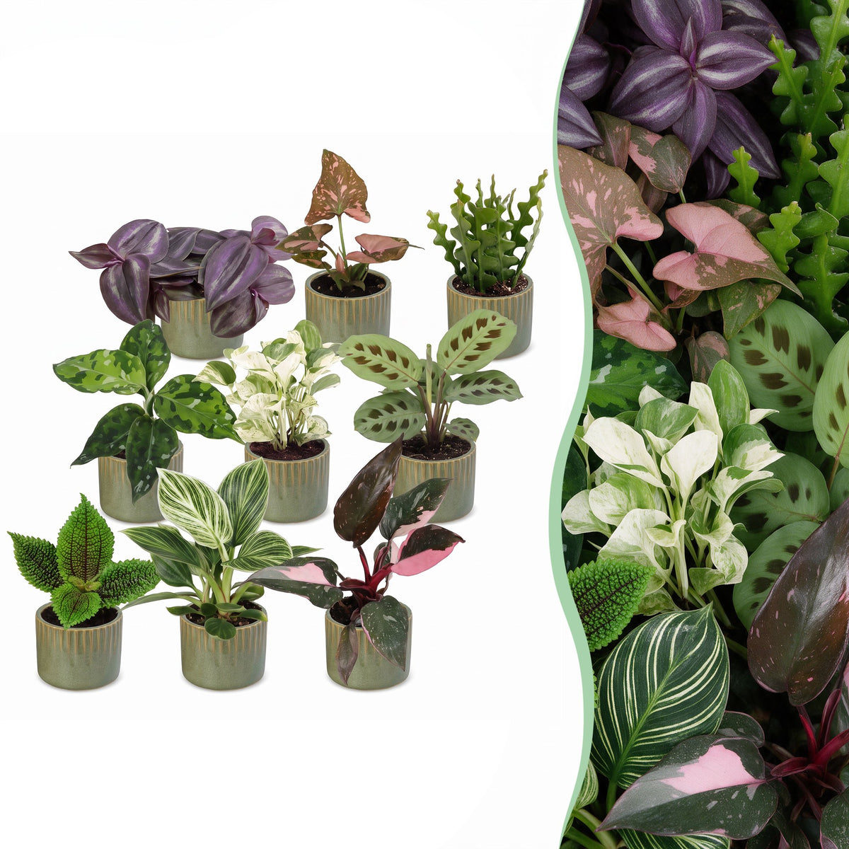 Baby Plants Surprise Box 9x - Verrassingsbox kleine planten - Diversen - Tropisch - incl. Linnea Olive - Ø6cm - ↕5-15cm