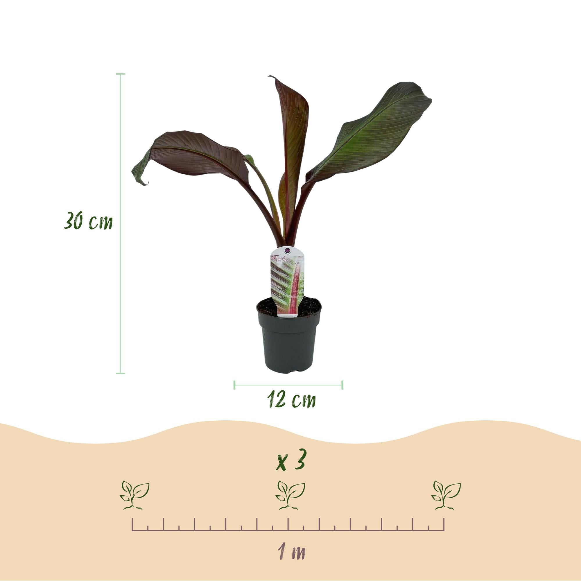 Green boutiQ – Obstpflanze – Bananenpflanze – Ensete ventricosum Maurelli – Winterhart – 2 Pflanzen – Topf 12 cm, Höhe 30 cm