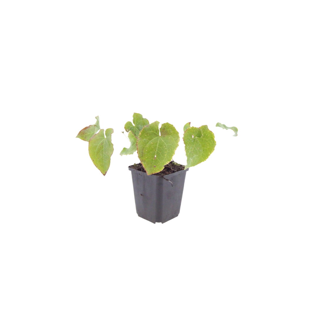 60x Epimedium perralc. 'Frohnleiten' - ↕10-25cm - Ø9cm