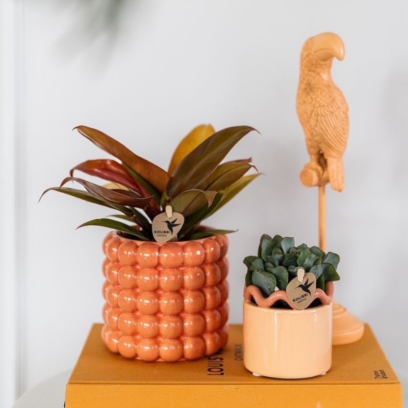 Kolibri Greens | Philodendron Ruby Red - Ø9cm