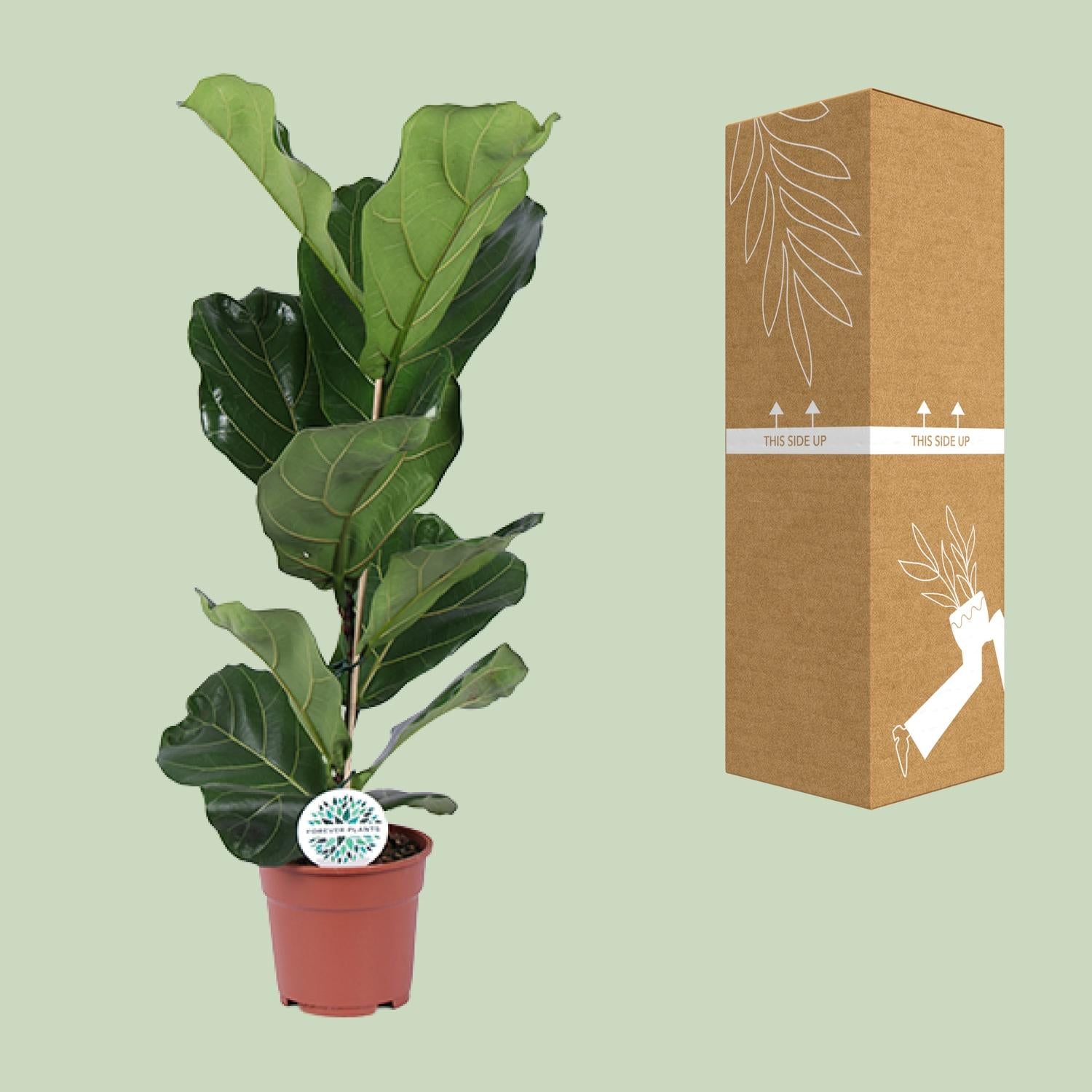 Ficus Lyrata - Ø17 cm - ↕60 cm
