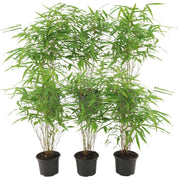 Fargesia Rufa 6x Ø12 cm - ↕25 cm