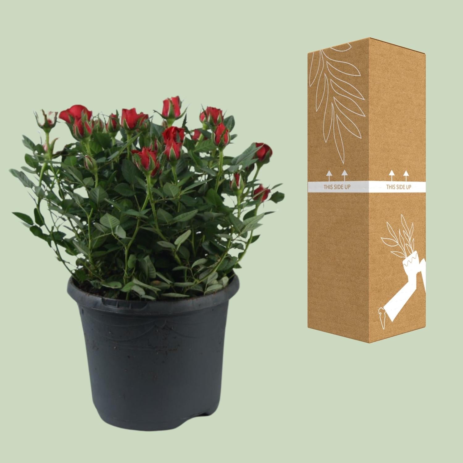 Rosa Jewel Patio Hot - Ø17cm - ↕30cm
