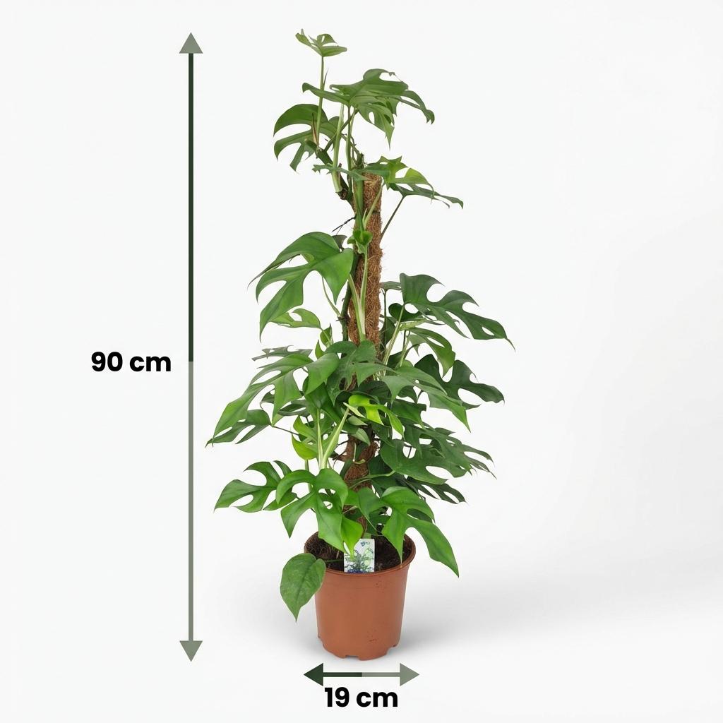 Mini Gatenplant - Monstera Minima Mosstok - Groen - Weinig onderhoud - 1 Plant - Pot 19cm - Hoogte 90cm