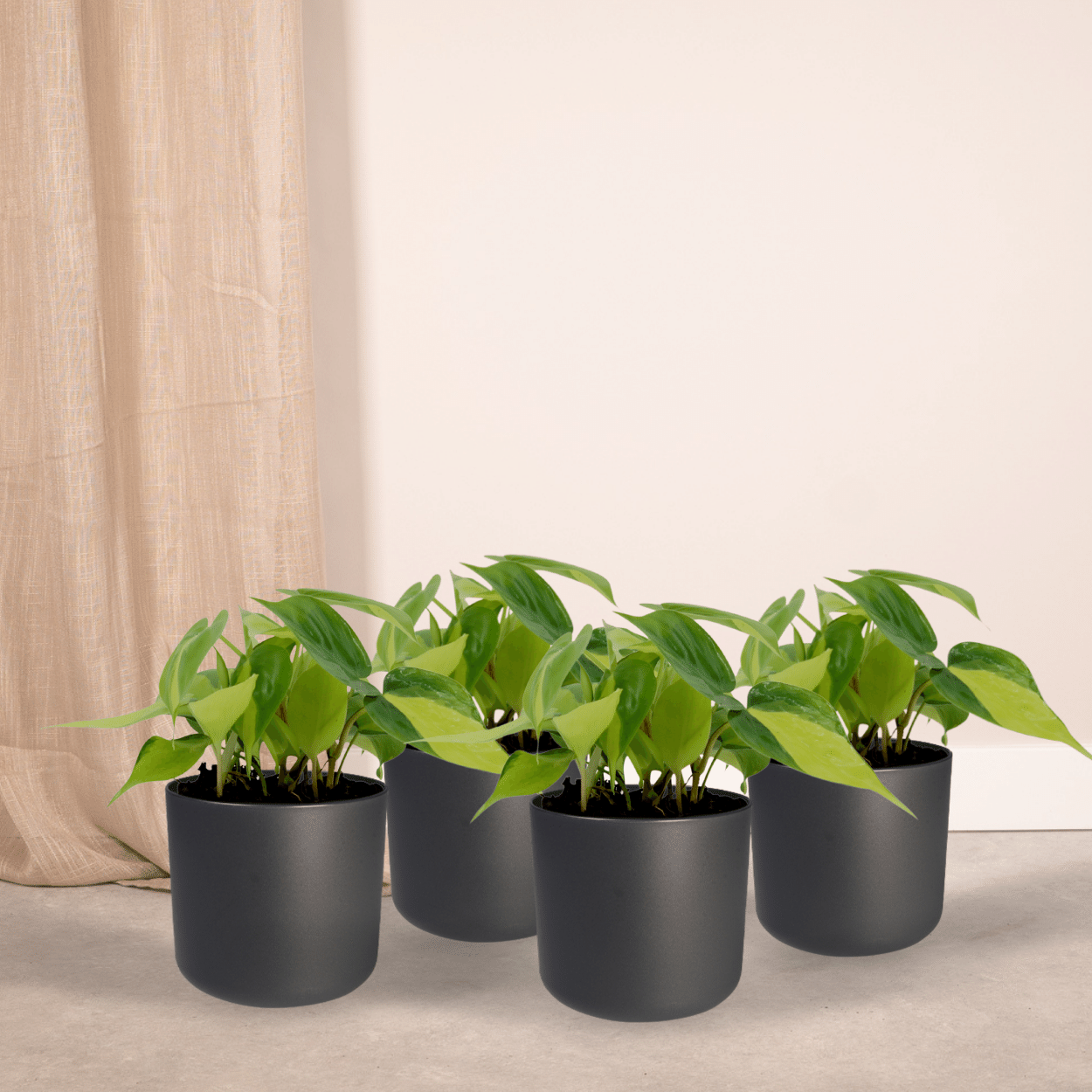 Philodendron Scandens Brasil - 4 pezzi - Ø12cm - ↕15cm