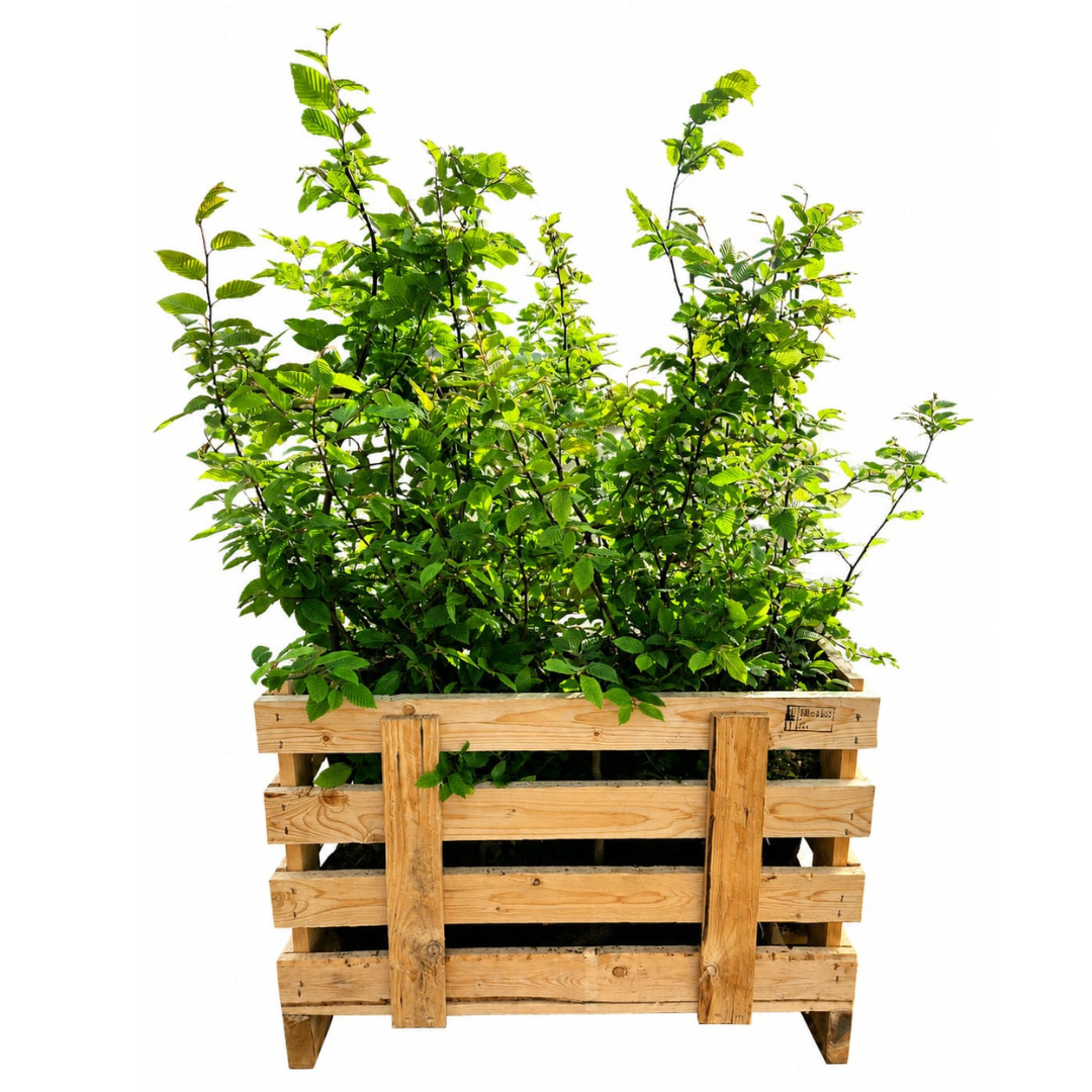 Carpinus Betulus ↕ 80-100 - Ø 19cm - 50x | Mini Pallet