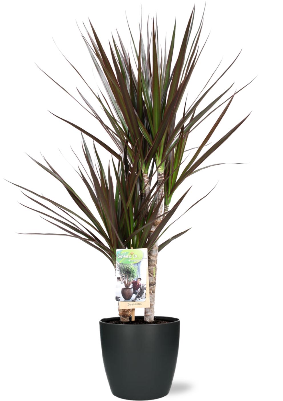 Dracaena Magenta - Ø17cm - ↕80cm + Vaso Bruxelles D18x17cm - Antracite