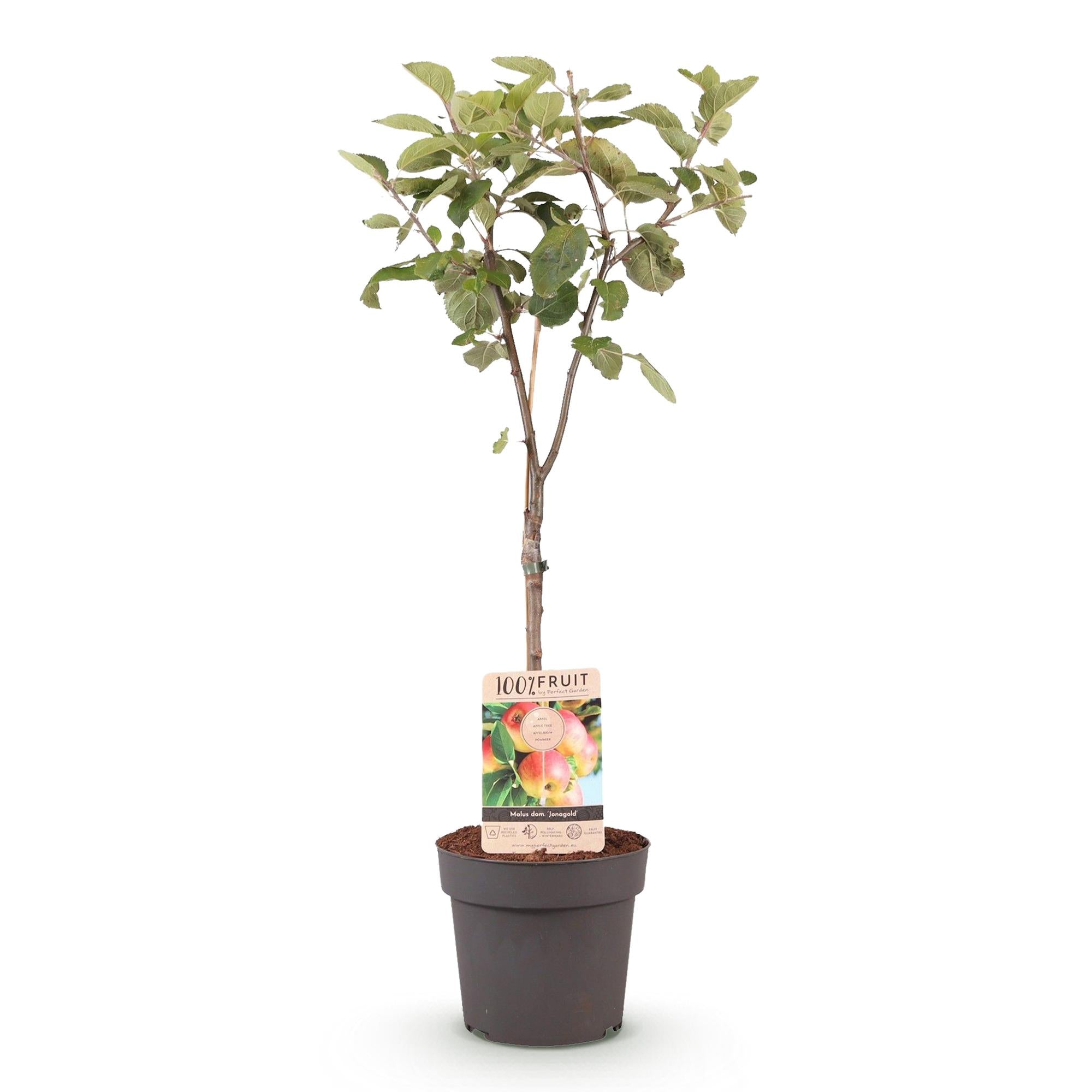 Green boutiQ - Pianta da frutto - Melo - Malus domestica Jonagold - Mela giallo-verde - Vaso 21cm Altezza 90cm