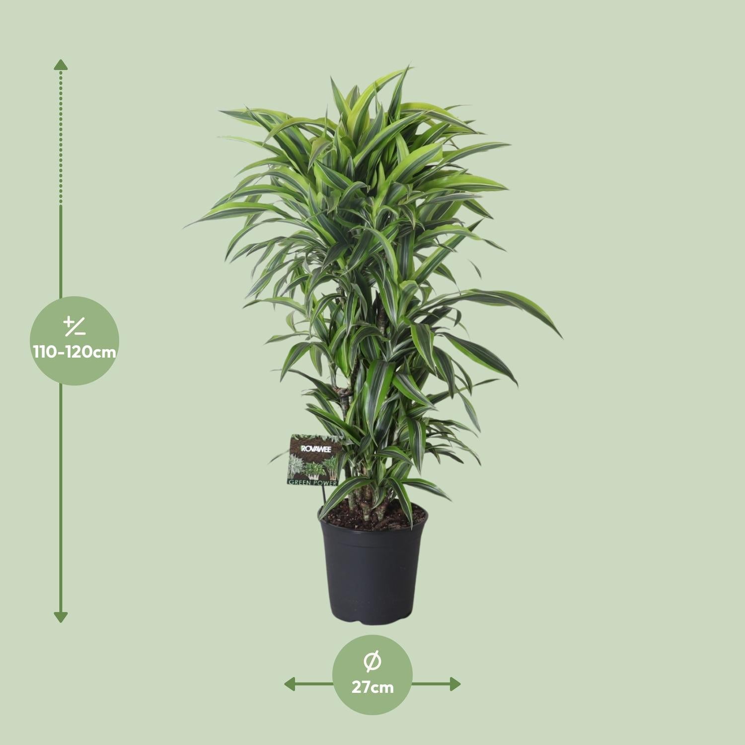 Dracaena Fragrans Limone Lime Ramificata - Ø27cm - ↕120cm