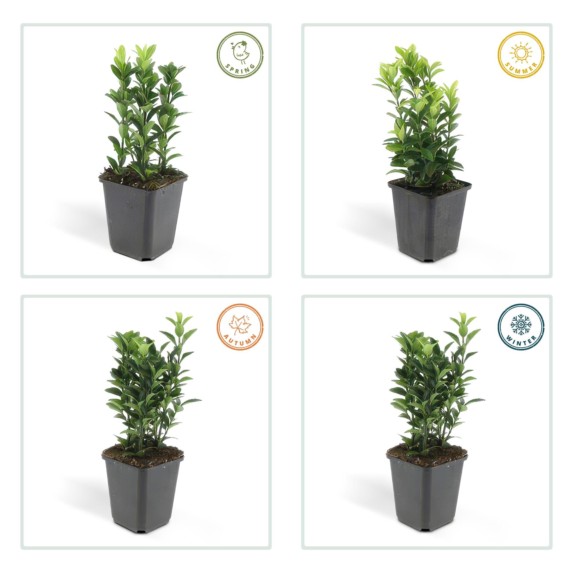 48x Euonymus jap. Green Spire - ↕10-25cm - Ø9cm