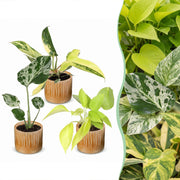 Baby Planten Tropical Mix - Diversen 3x - Tropisch - incl. Linnea Honey - Ø6cm - ↕10-15cm