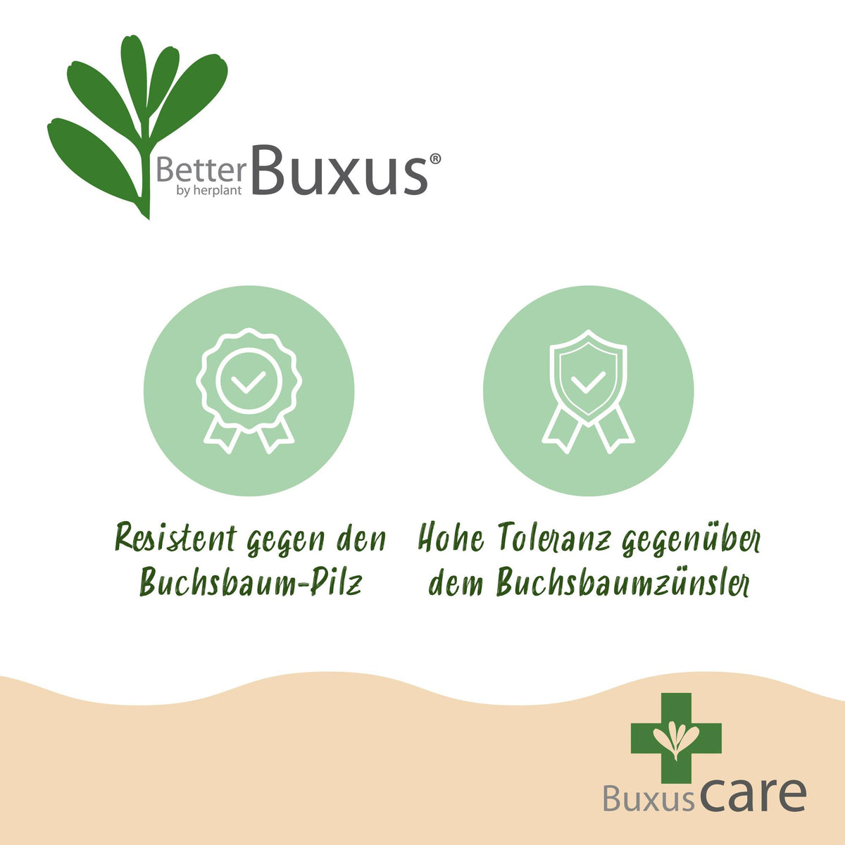 Buxus Pyramide - BetterBuxus Skylight - Resistant tegen de Buxus Schimmel - 1 Plant - Pot 23cm Hoogte 60-70cm
