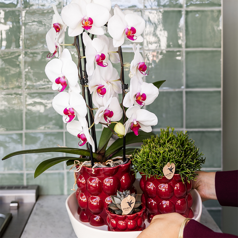 Kolibri Home | Cotton Shine sierpot - Red - Ø6cm