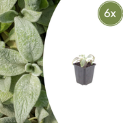 6x Stachys byzantina 'Silver Carpet' - ↕10-25cm - Ø9cm