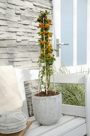 4x - Pyracantha 'Orange Glow' - ↨65cm - Ø15