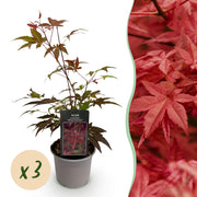 Acer palmatum Atropurpureum - Paars - 3 Planten - Blad verliezend - Weinig Onderhoud - Pot 12cm Hoogte 35cm