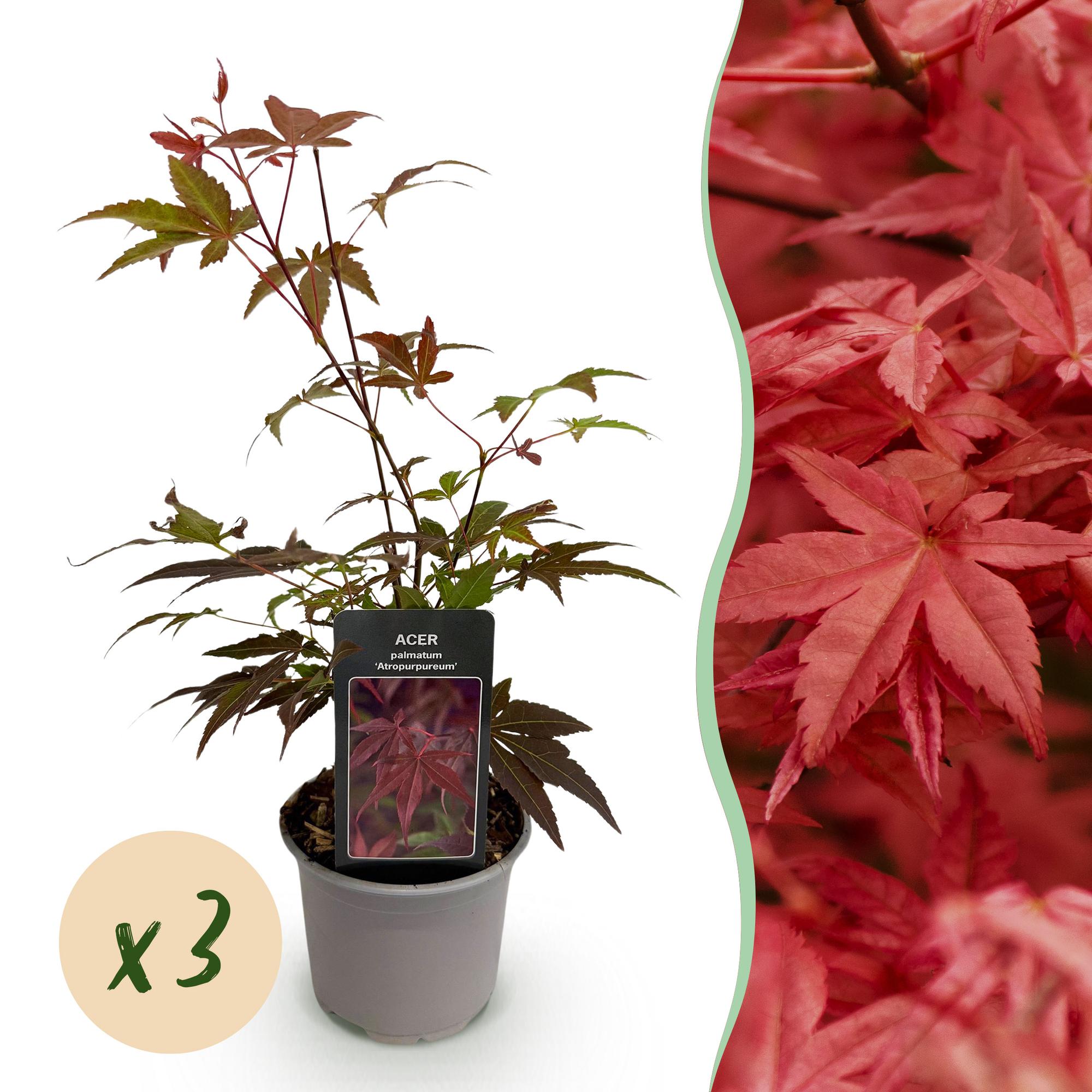 Acer palmatum Atropurpureum - Paars - 3 Planten - Blad verliezend - Weinig Onderhoud - Pot 12cm Hoogte 35cm
