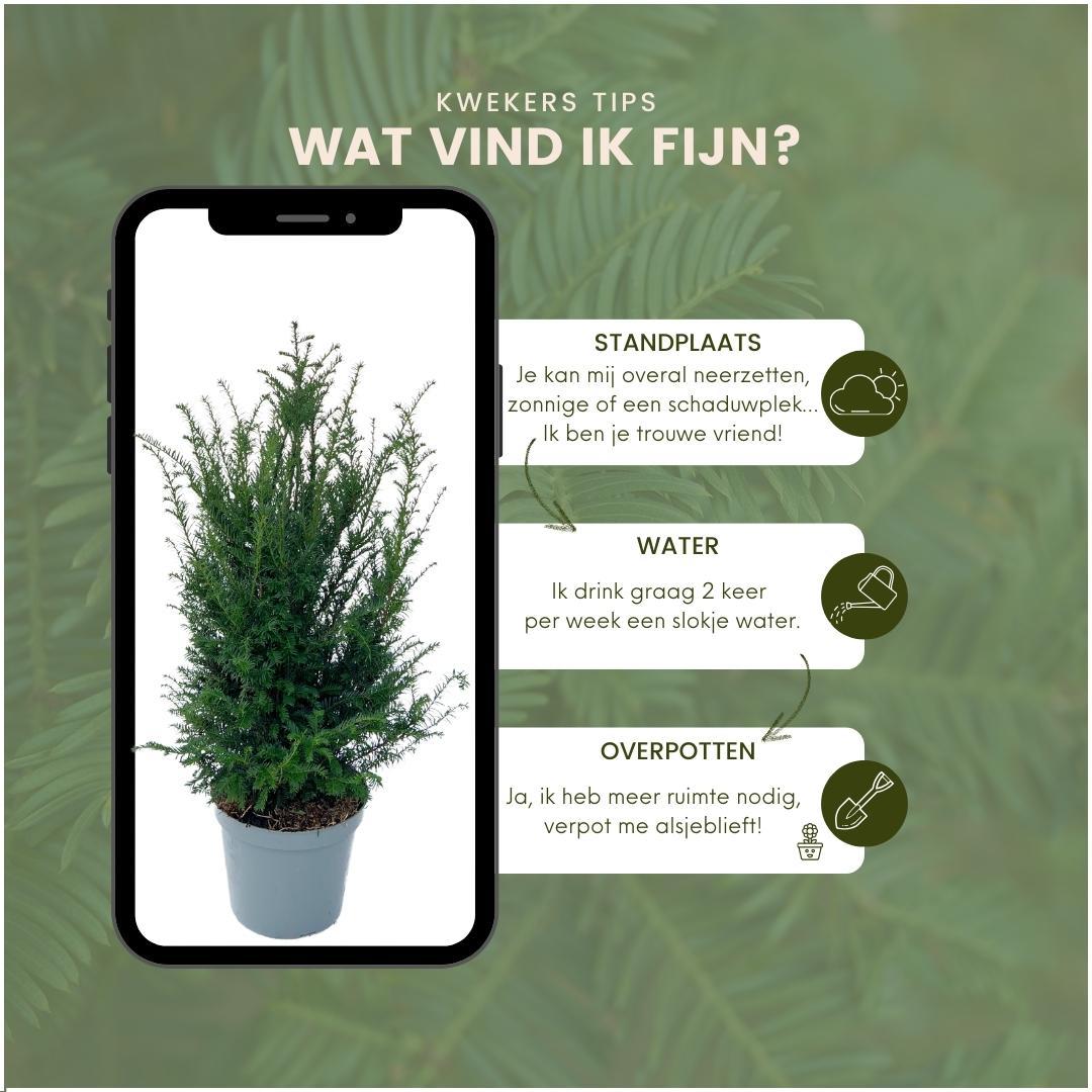 Große Eiben für eine 10 Meter hohe Hecke | - 12L - 25 x | ↨ 80-100 cm