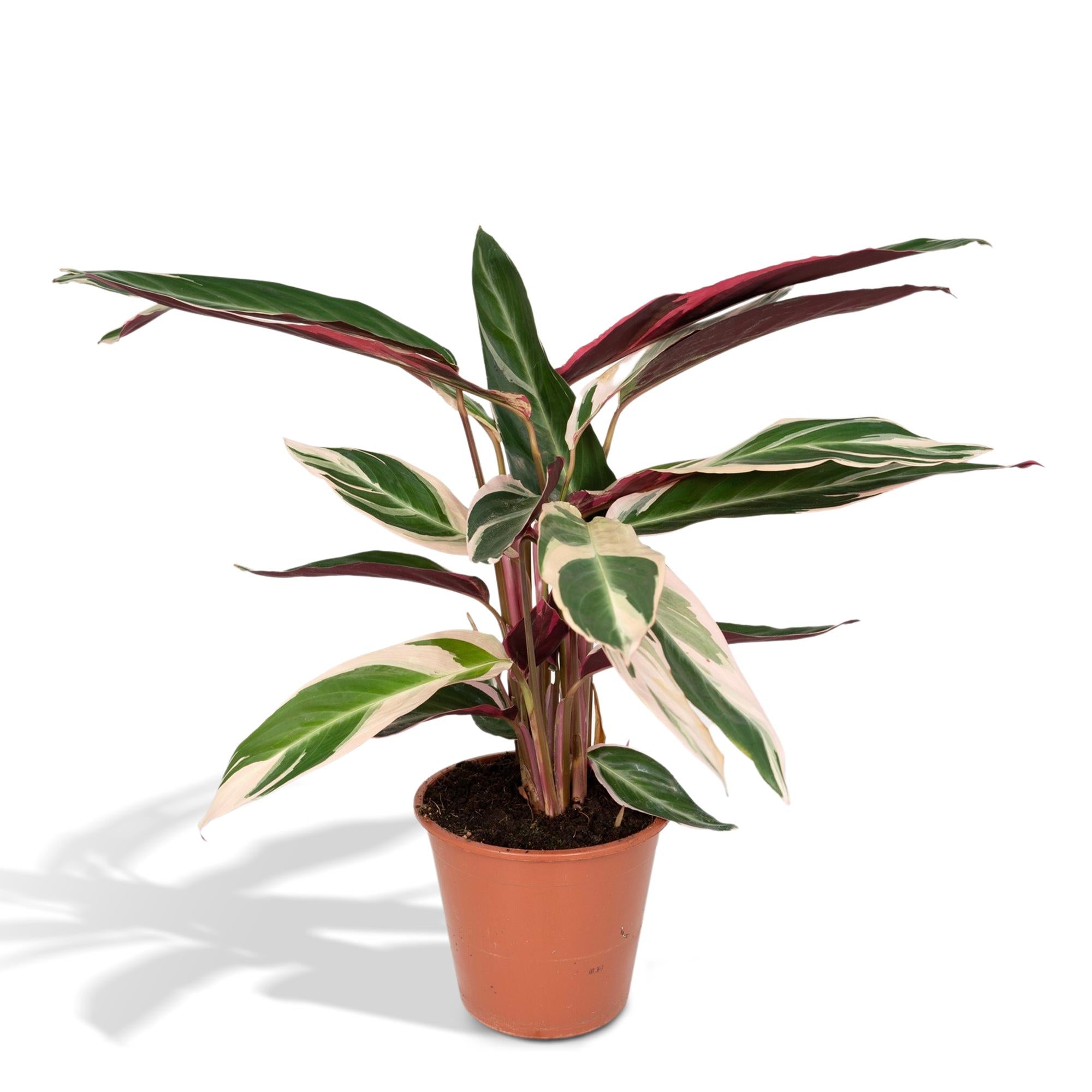 Calathea Triostar – Pfauenblume – Ø 19 cm – ↕ 70 cm