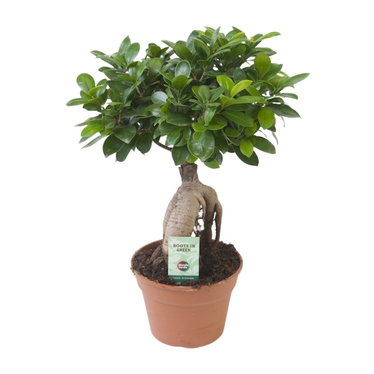 Ficus Ginseng - Ø17 cm - ↕40 cm