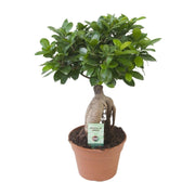 Ficus Ginseng - Ø17 cm - ↕40 cm