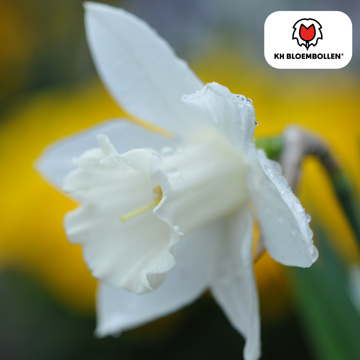 Narciso Snow Baby 20 pezzi