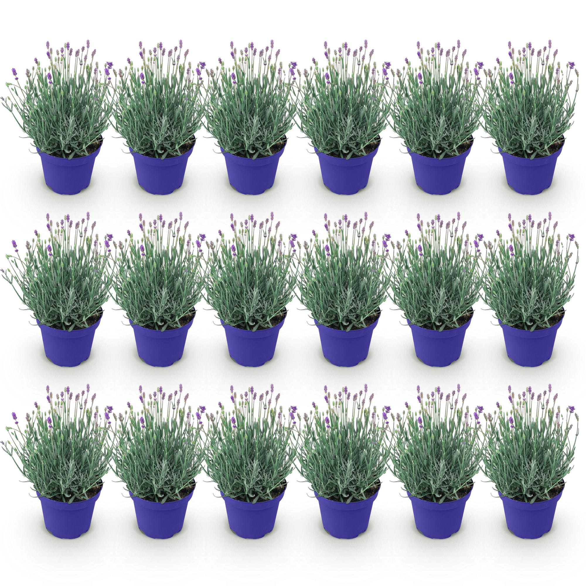 Lavandula angustifolia Hidcote - Lavendel - Winterhard - Paars - 18 Planten - Pot 12cm - Hoogte 20-25cm