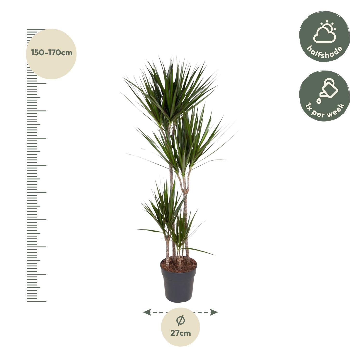 Dracaena Marginata - 180 cm - ø27