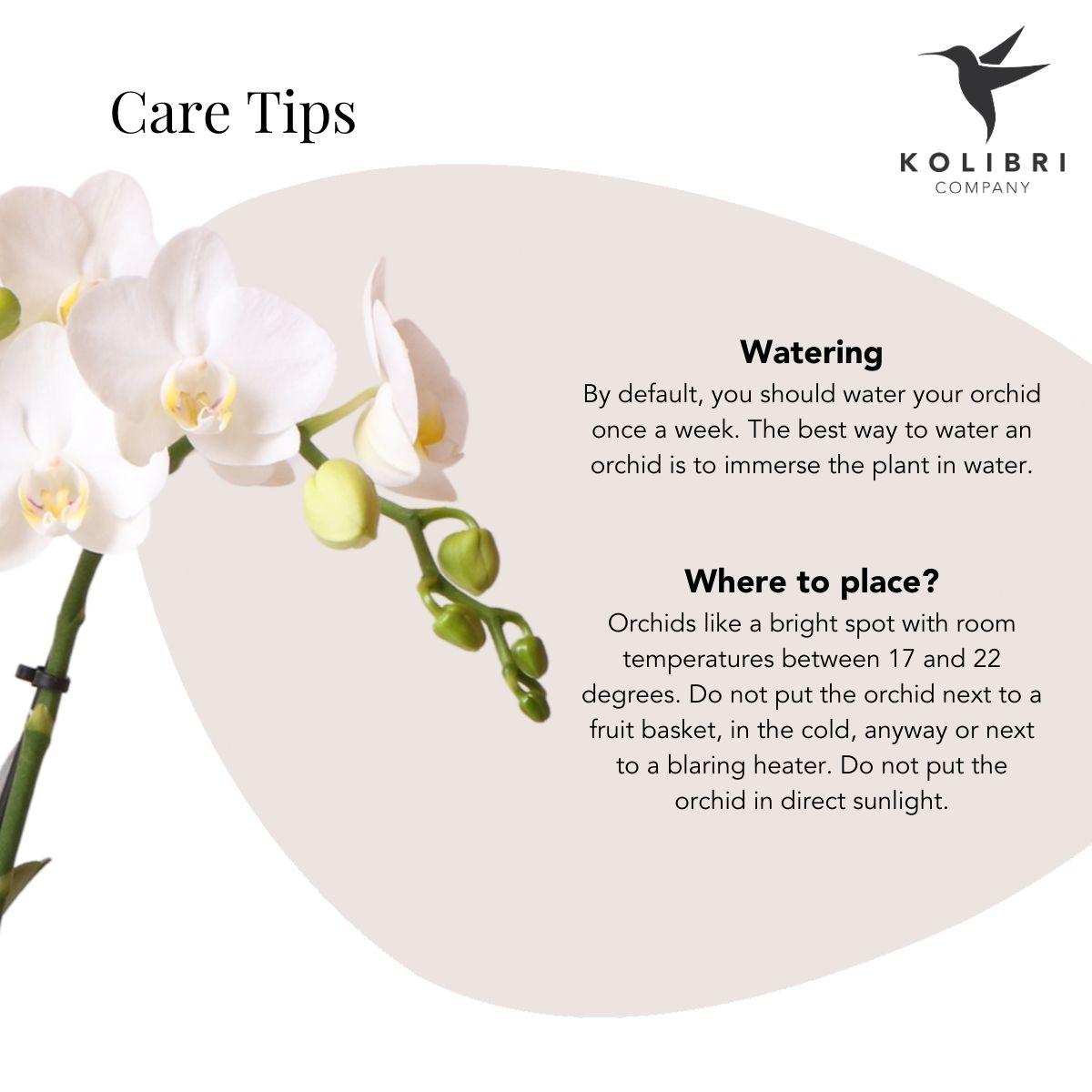Kolibri Orchids | orchidea Phalaenopsis bianca - Amabilis + vaso Lush - dimensioni vaso Ø9 cm - altezza 35 cm | pianta da appartamento fiorita - fresca dal coltivatore