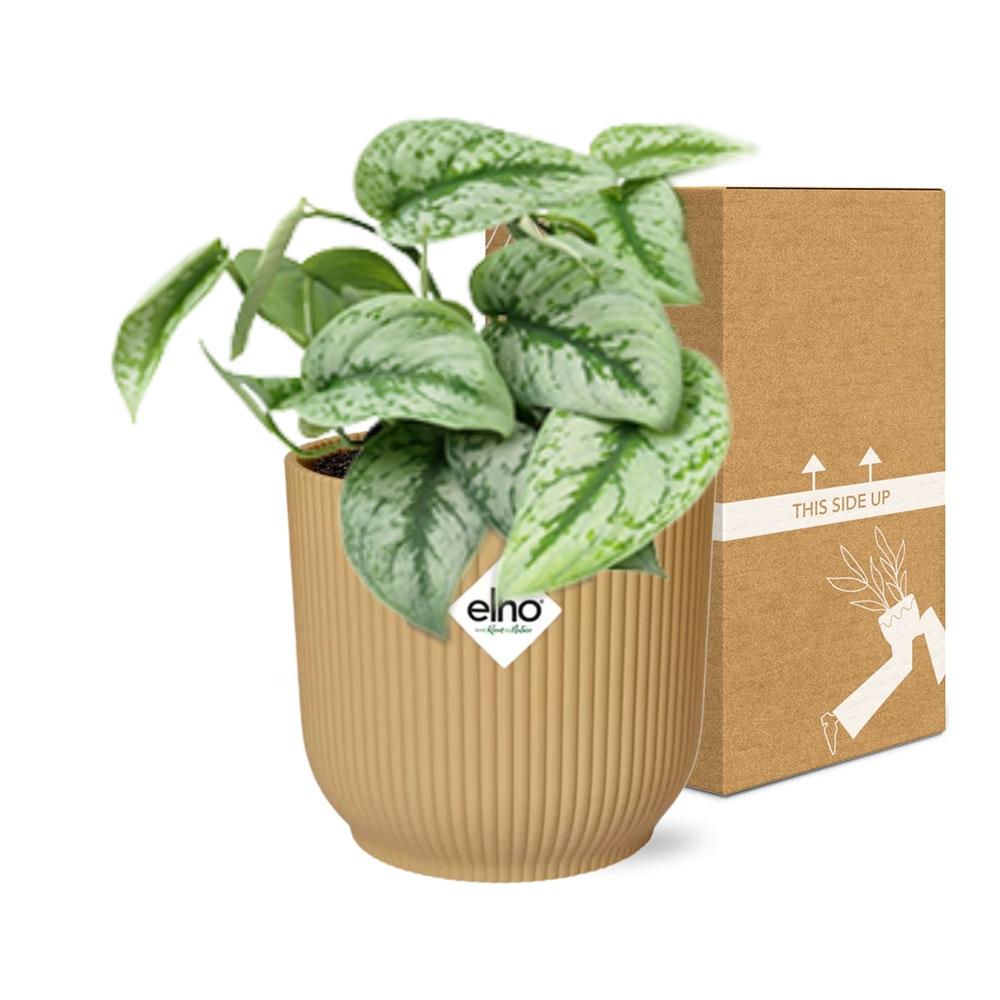 Scindapsus Pictus 'Trebie' in ELHO Vibes Fold 14cm gelb
