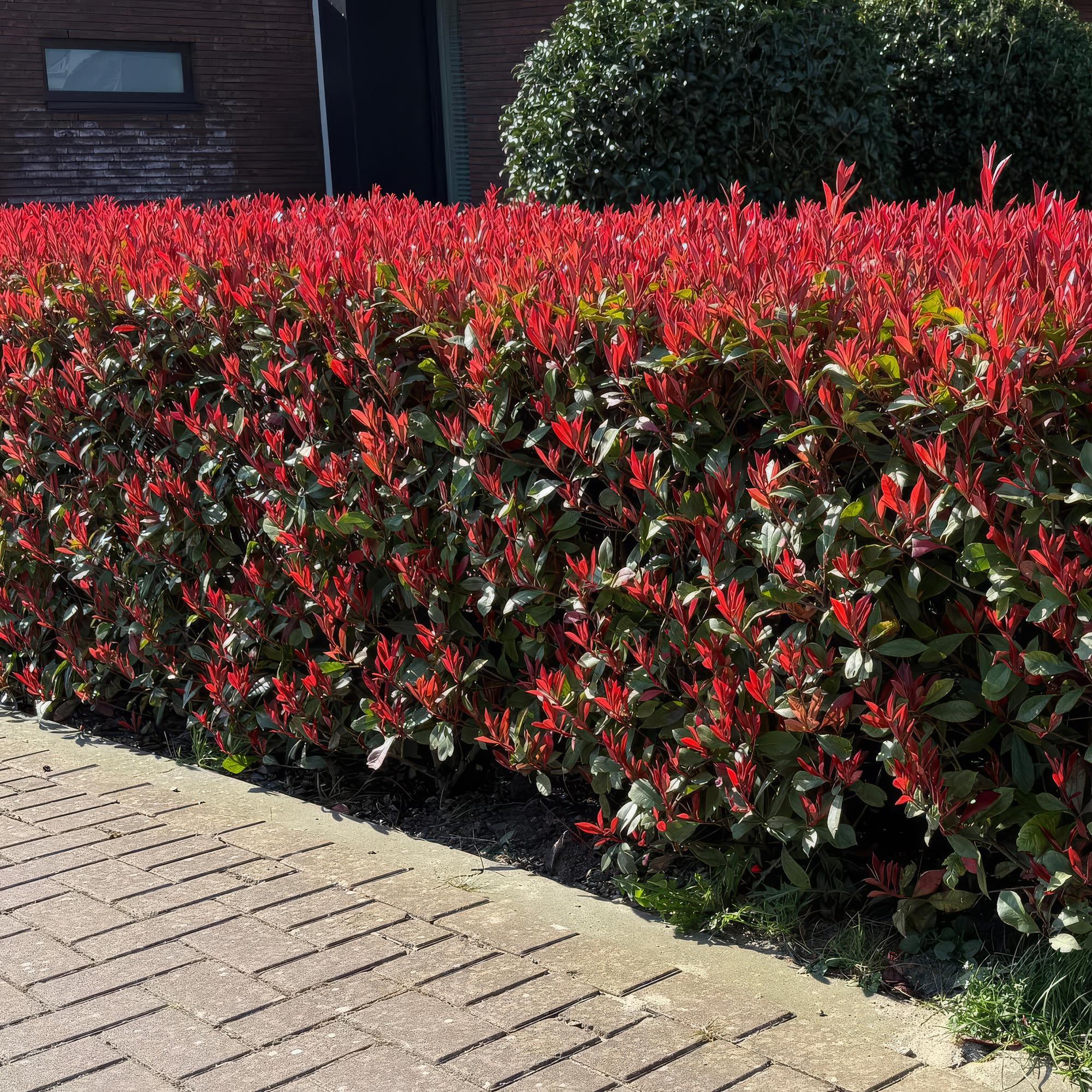 Photinia fraseri Carre Rouge - groen rood  - 6 planten - 1 strekkende meter - groenblijvend - pot 17cm hoogte 55cm