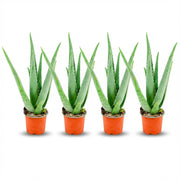 Aloë Vera - 4 Stuks - Ø 10,5 cm - Hoogte: 35 - 40cm