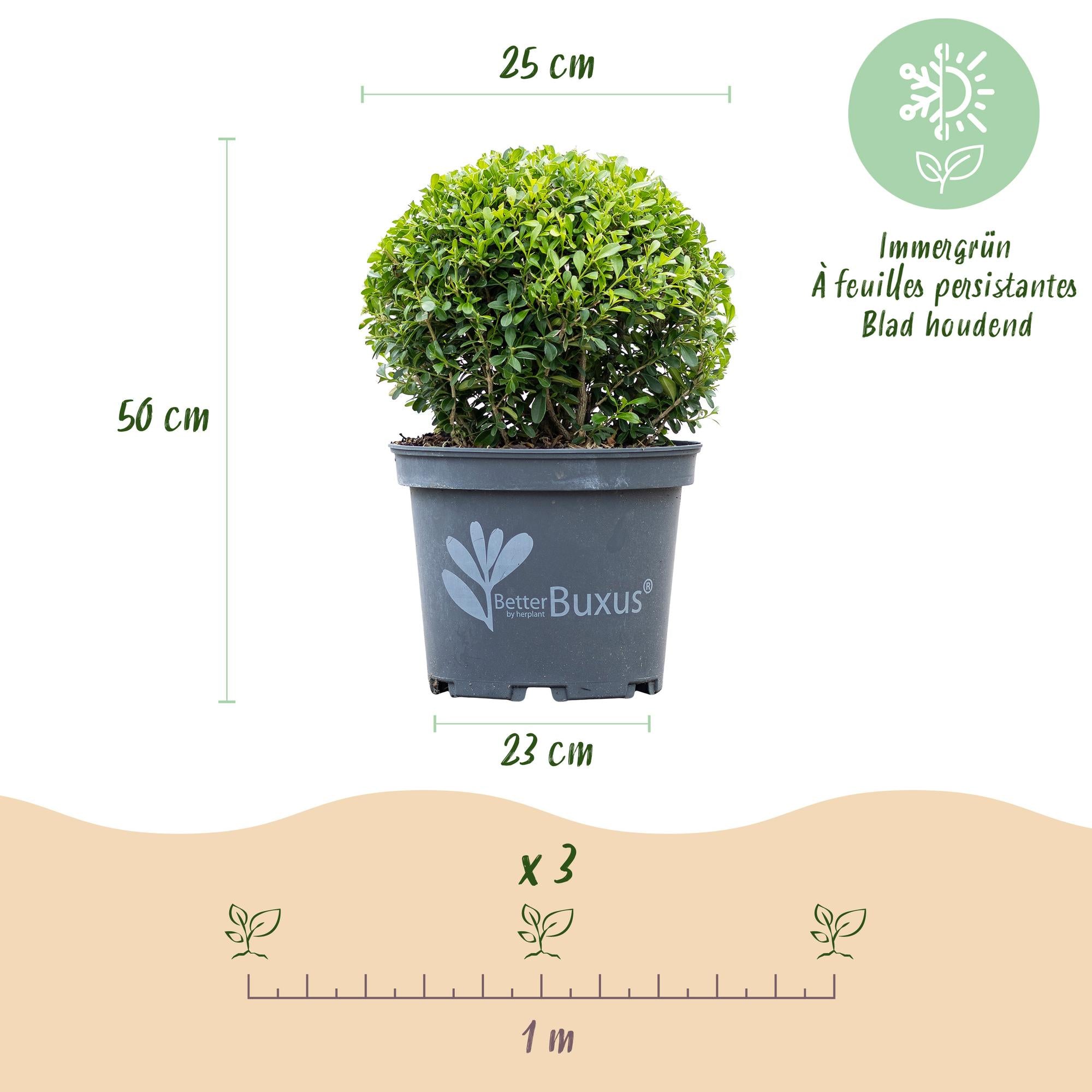 Buxus Bol - BetterBuxus Skylight - Resistant tegen de Buxus Schimmel - 1 planten - pot 23cm bol 25cm