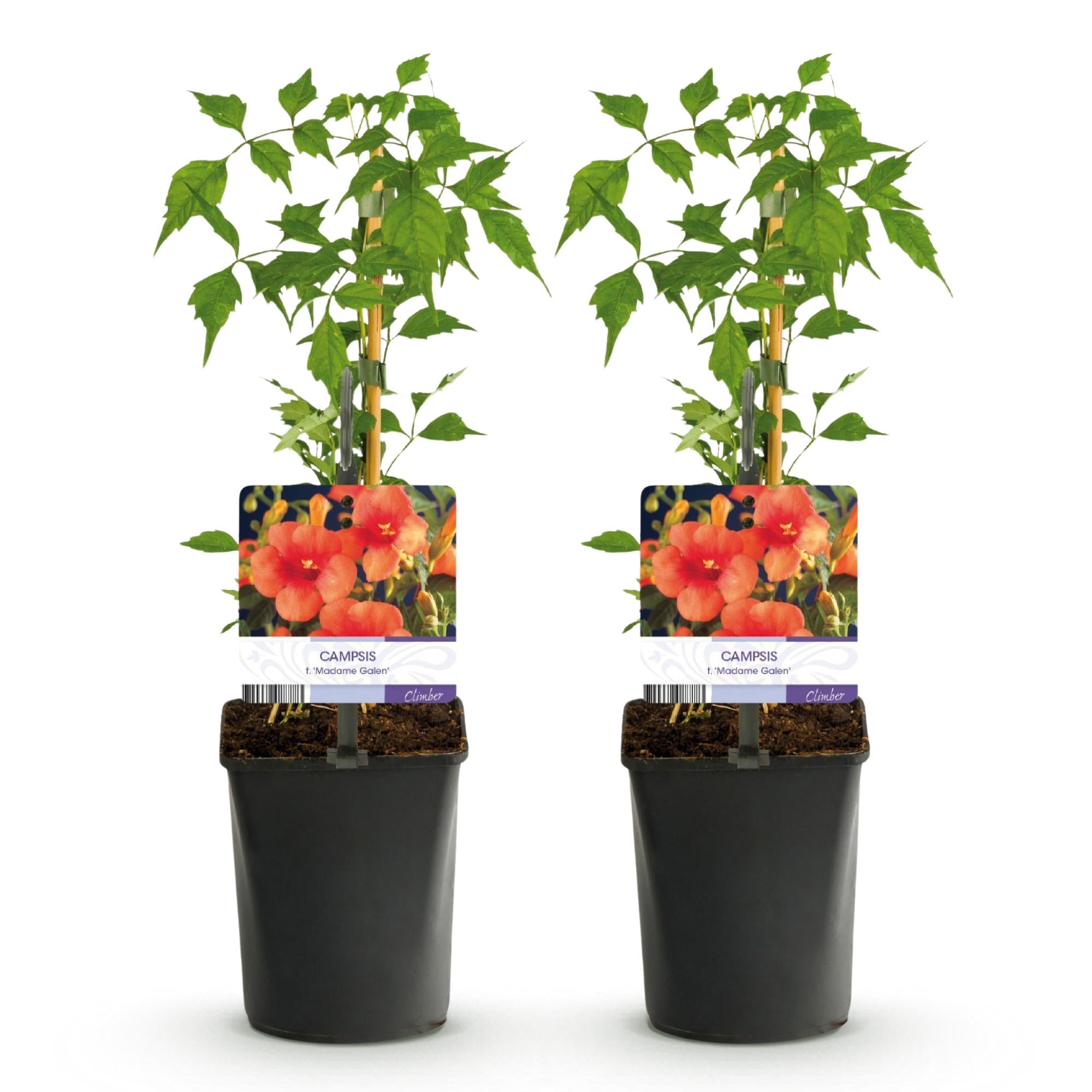 Green boutiQ – Trompetenblume (Campsis radicans Madame Galen) – Orangefarbene Blüte – Pflegeleicht – 2 Pflanzen – Topf: 11 cm, Höhe: 40 cm