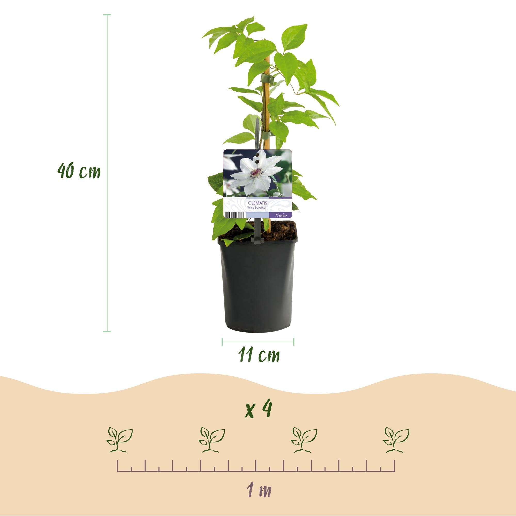Clematis Miss bateman - Bloem Wit - Weinig onderhoud -2 planten -  Pot 11cm Hoogte 40cm