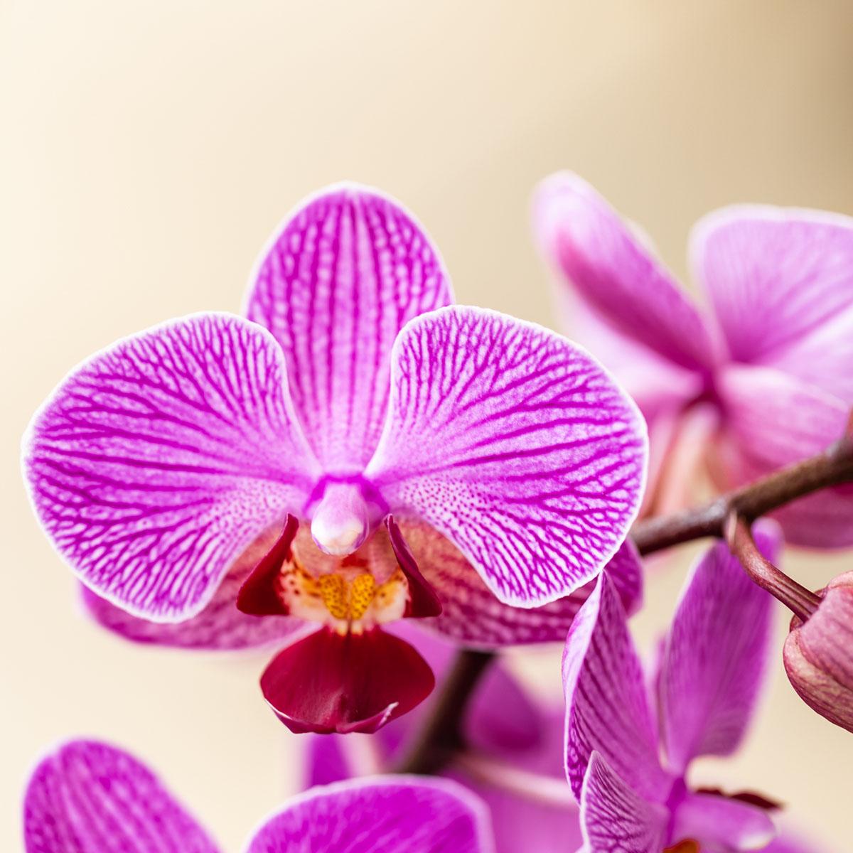 Kolibri Orchids - Surprise box mix - plant advantage box - surprise box with 2 different orchids Ø9cm - fresh from the grower