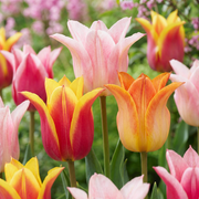 12x Tulipa Ballade mix - Bloembollen - Lelievormige tulp Ballade mix - Diversen - Voorjaarsbloeier - Bolmaat 11/12
