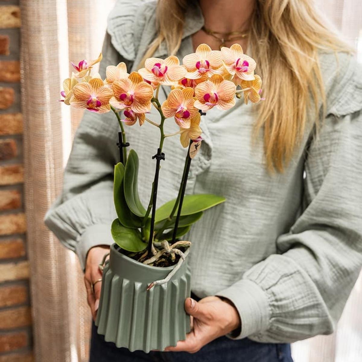 Kolibri Orchids | Combi Deal - 4 Oranje Phalaenopsis Orchideeën Mineral Jamaica - Ø9 cm