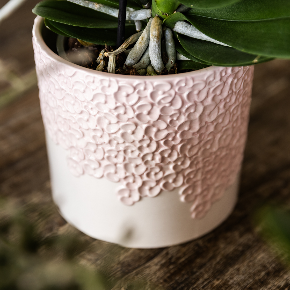 Kolibri Orchids | Roze Antwerp orchidee cadeauset - incl. giftbox, orchidee & sierpot - Ø9cm