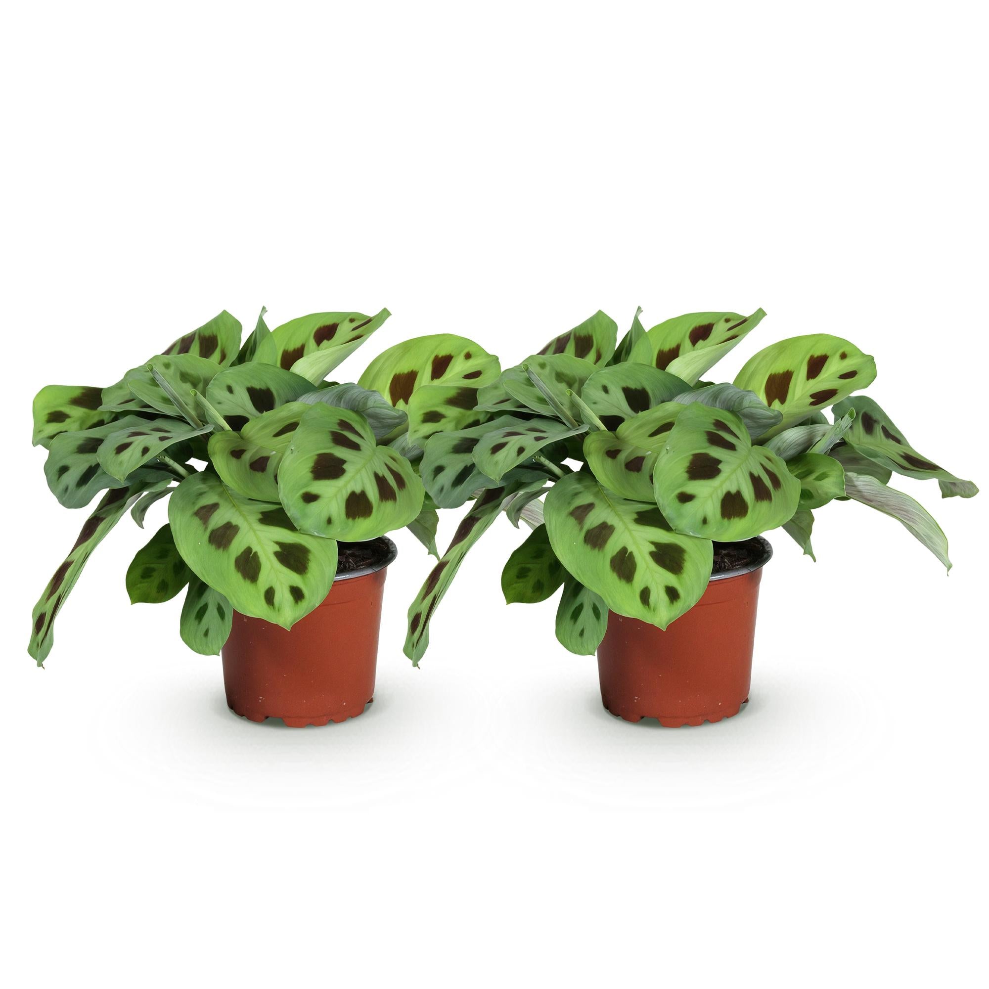 Maranta Fascinator Kerchoveana - Gebedsplant - Huisdiervriendelijk - Groen - 2 Planten - Pot 12cm - Hoogte 30-35cm