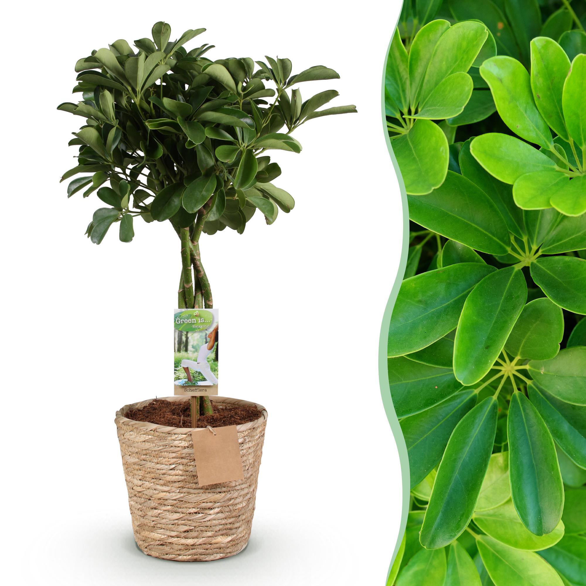 Schefflera Nora - Vingerboom - met mand - Pot 21cm - Hoogte 70-82cm