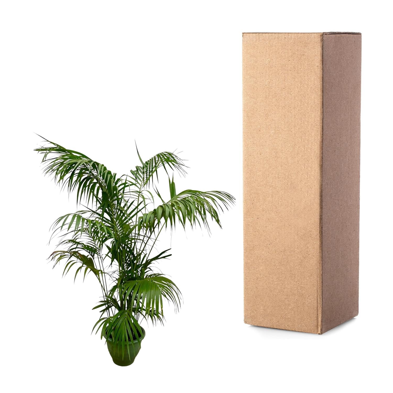 Kentia Palm XXL - 260 cm - ø35