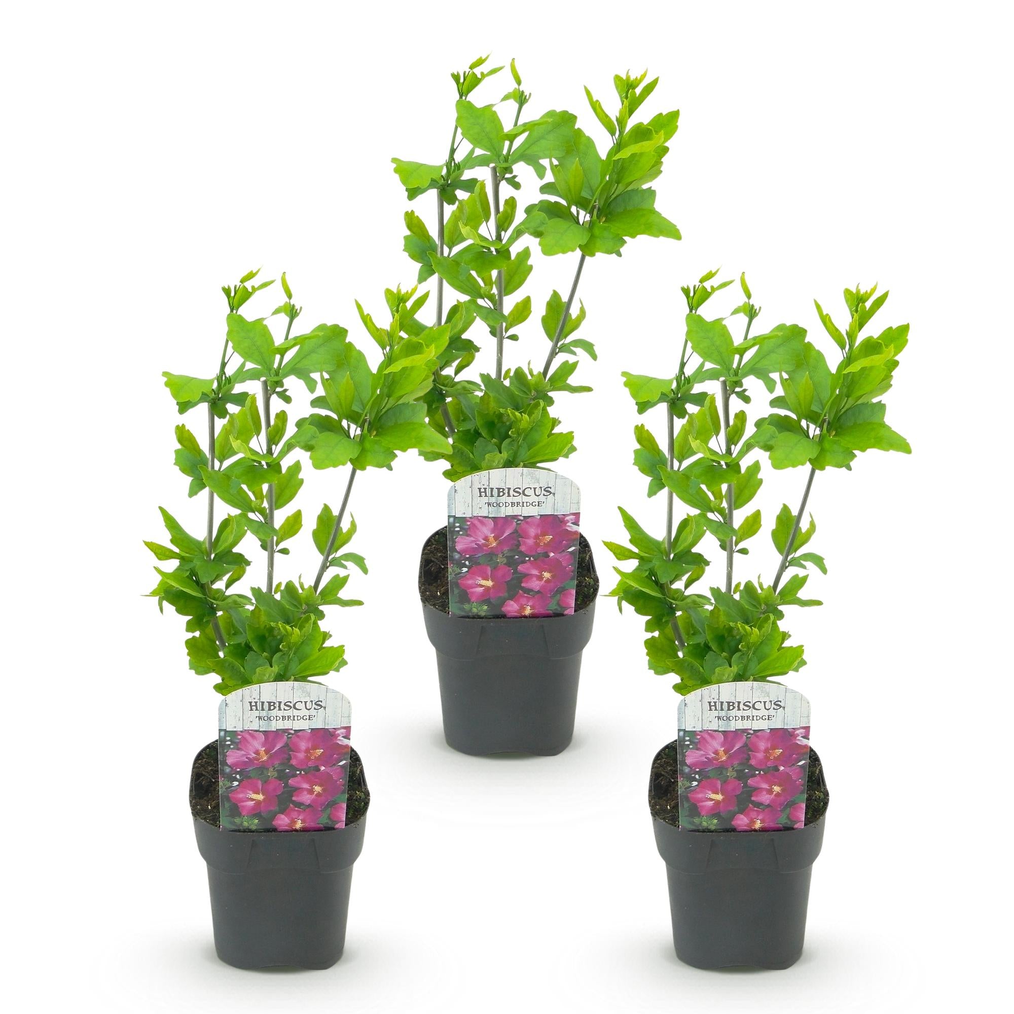 Hibiscus syriacus Woodbridge - Tuin Hibiscus - Winterhard - Roze - 3 Planten - Pot 17cm - Hoogte 45cm