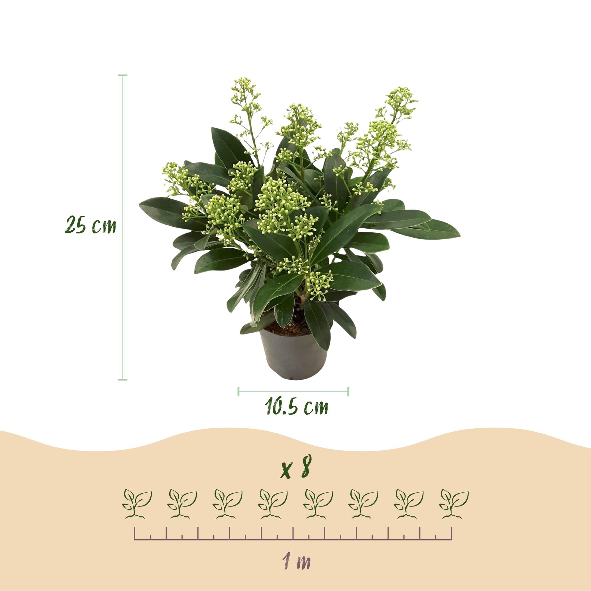 Skimmia japonica Finchy - Bloem Wit - 10+ Bloemen - 3 Planten - Winterhard - Pot 10,5cm Hoogte 25cm